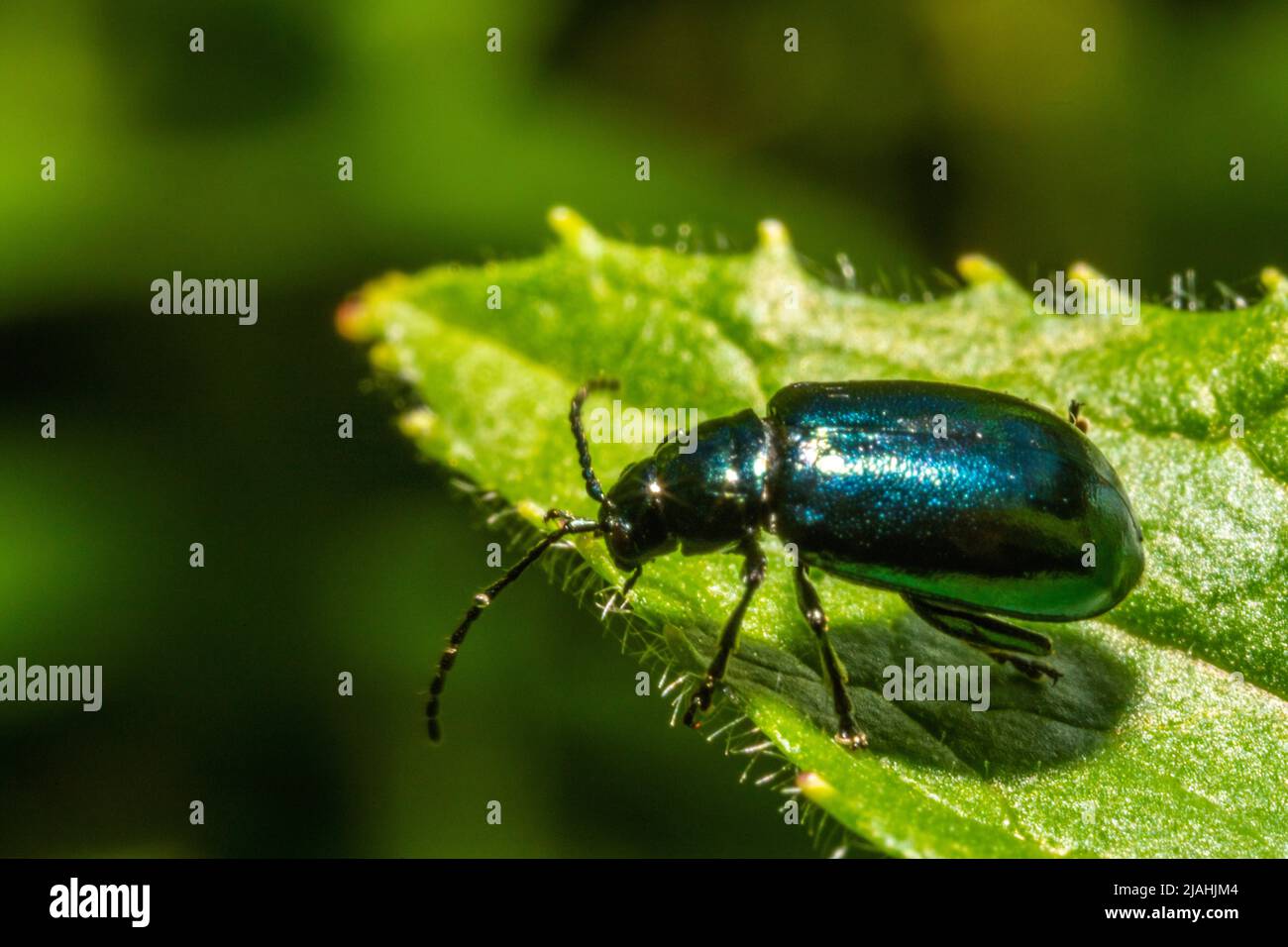 Blue beetle insect walking on a leaf against the green  background Stock Photo