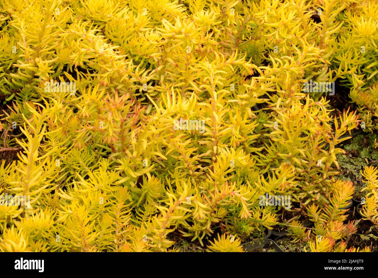 Sedum  Petrosedum rupestre 'Angelina' Sedum, Stonecrop Sedum Angelina Stock Photo