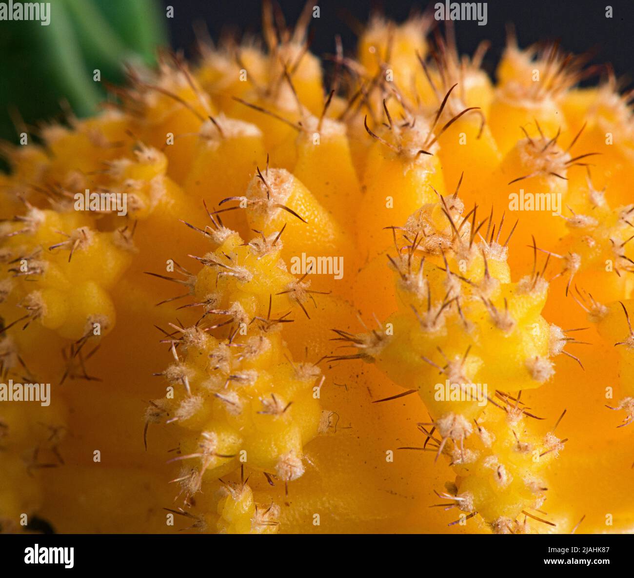 Cactus Blossom. Macro Photography Stock Photo