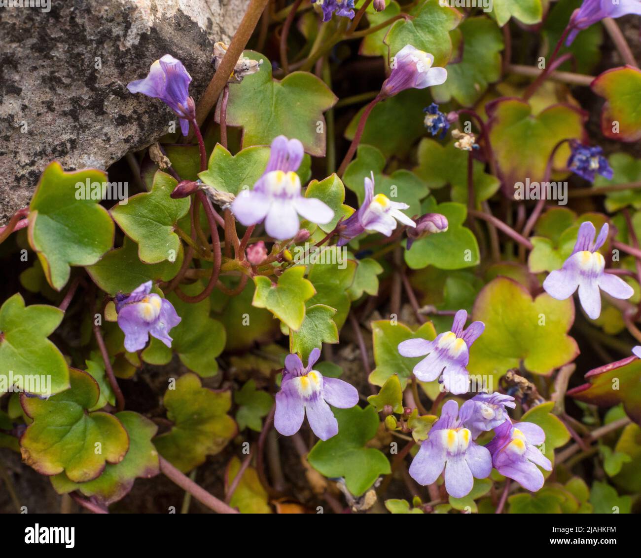 Ivy-leaved toadflax (Cymbalaria muralis) on limestone in Somerset, England. Other names include, Colisseum ivy, Kenilworth ivy, mother of thousands, p Stock Photo