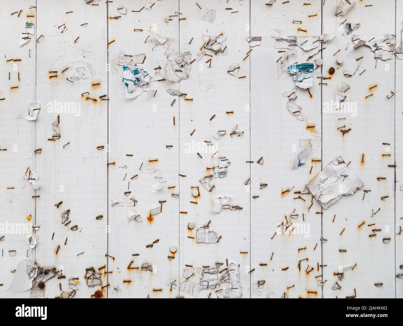 Many rusty stapler pins and pieces of paper on a messy white wooden bulletin, message or notice board. Front view. Abstract textured background. Stock Photo