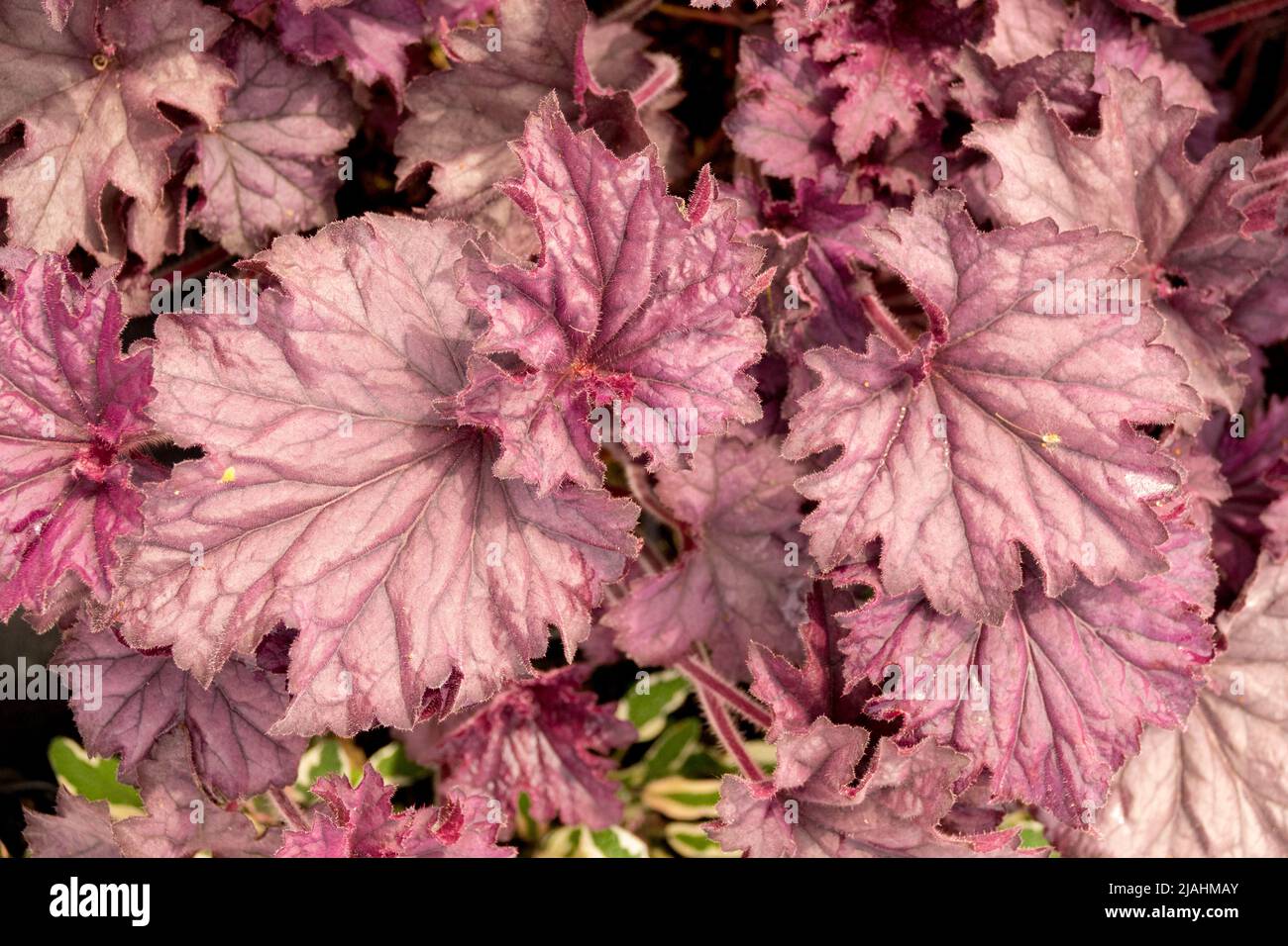 Veined purple leaf Heuchera 'Grande Amethyst' Stock Photo