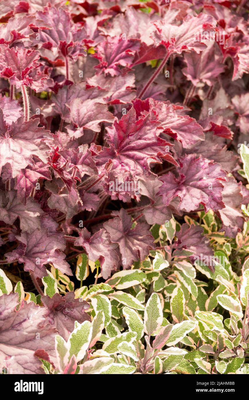 Purple, Heuchera, Leaves, Salvia officinalis Tricolor Salvia, Border, Edge, Heucheras, Salvias Stock Photo