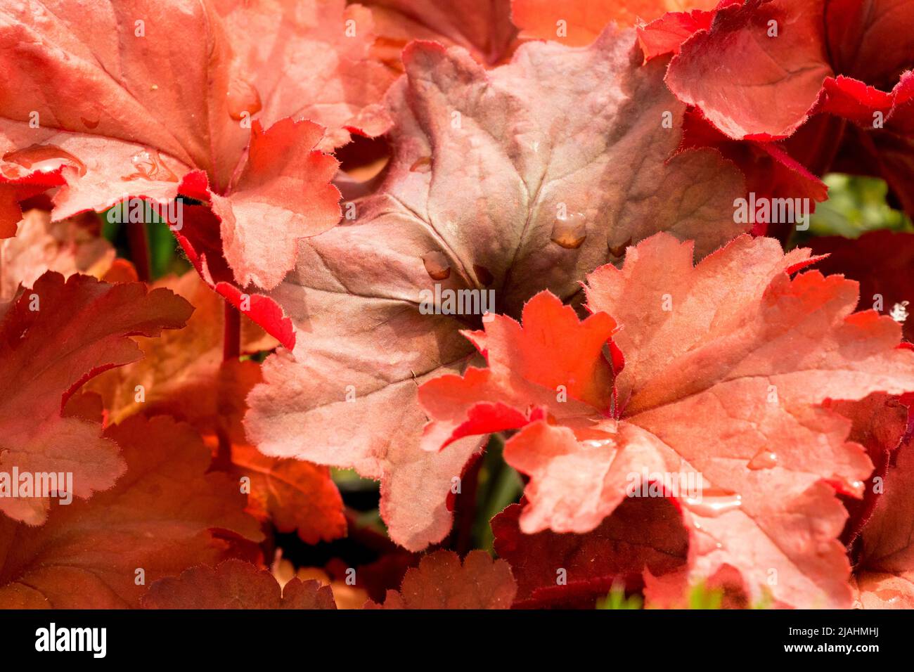 Heuchera leaves plant leaf heucheras beauty hi-res stock photography ...