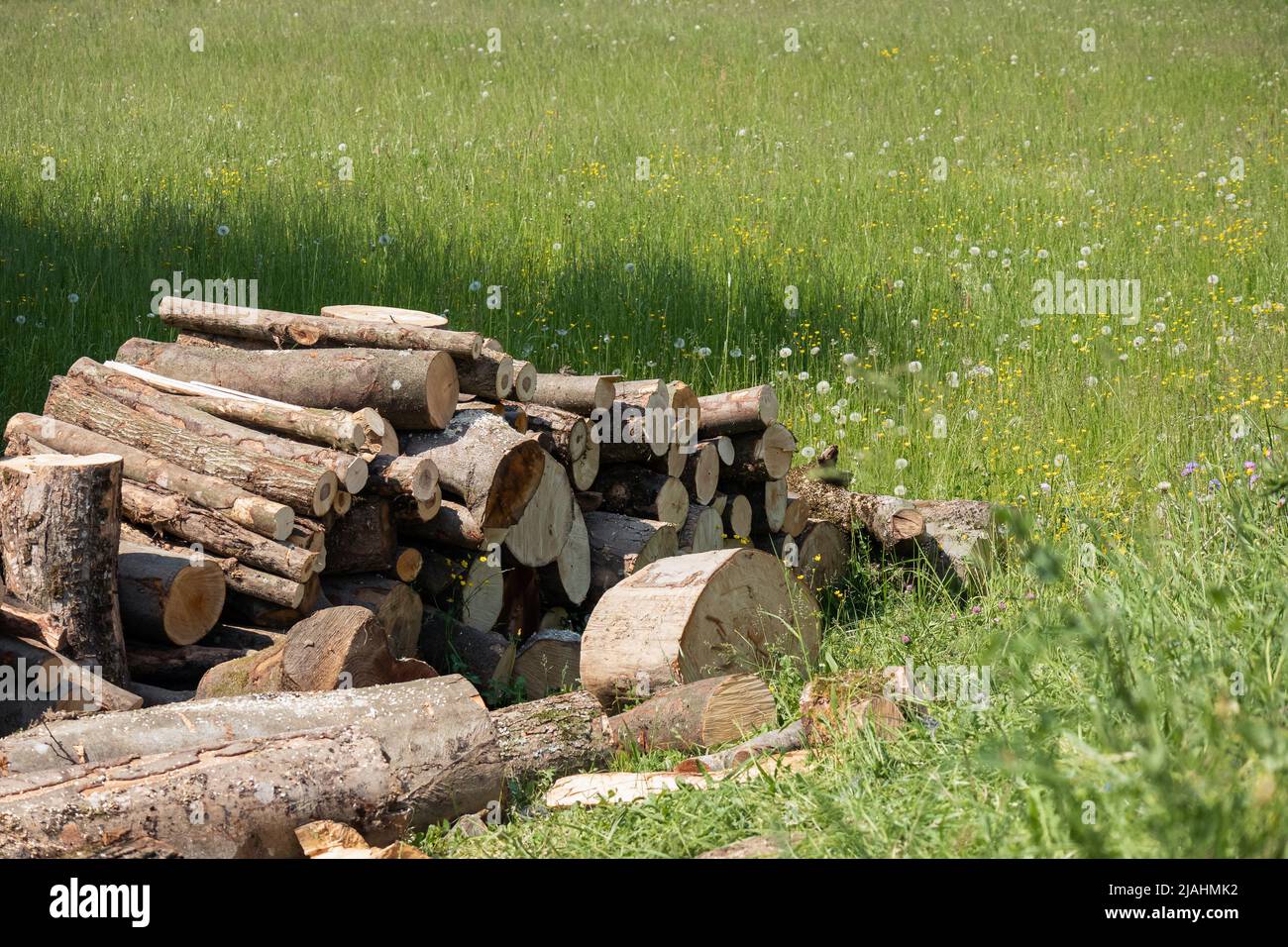 Pile of wood logs storage. Logging for firewood Stock Photo Alamy