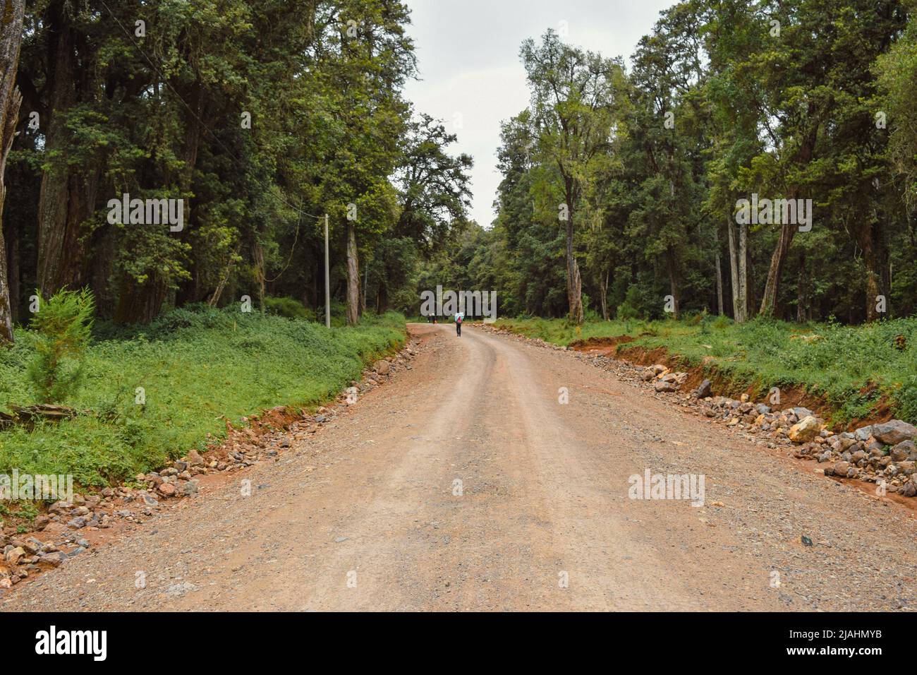A hiker on a dirt road in the forest at Mount Kenya National Park, Kenya Stock Photo
