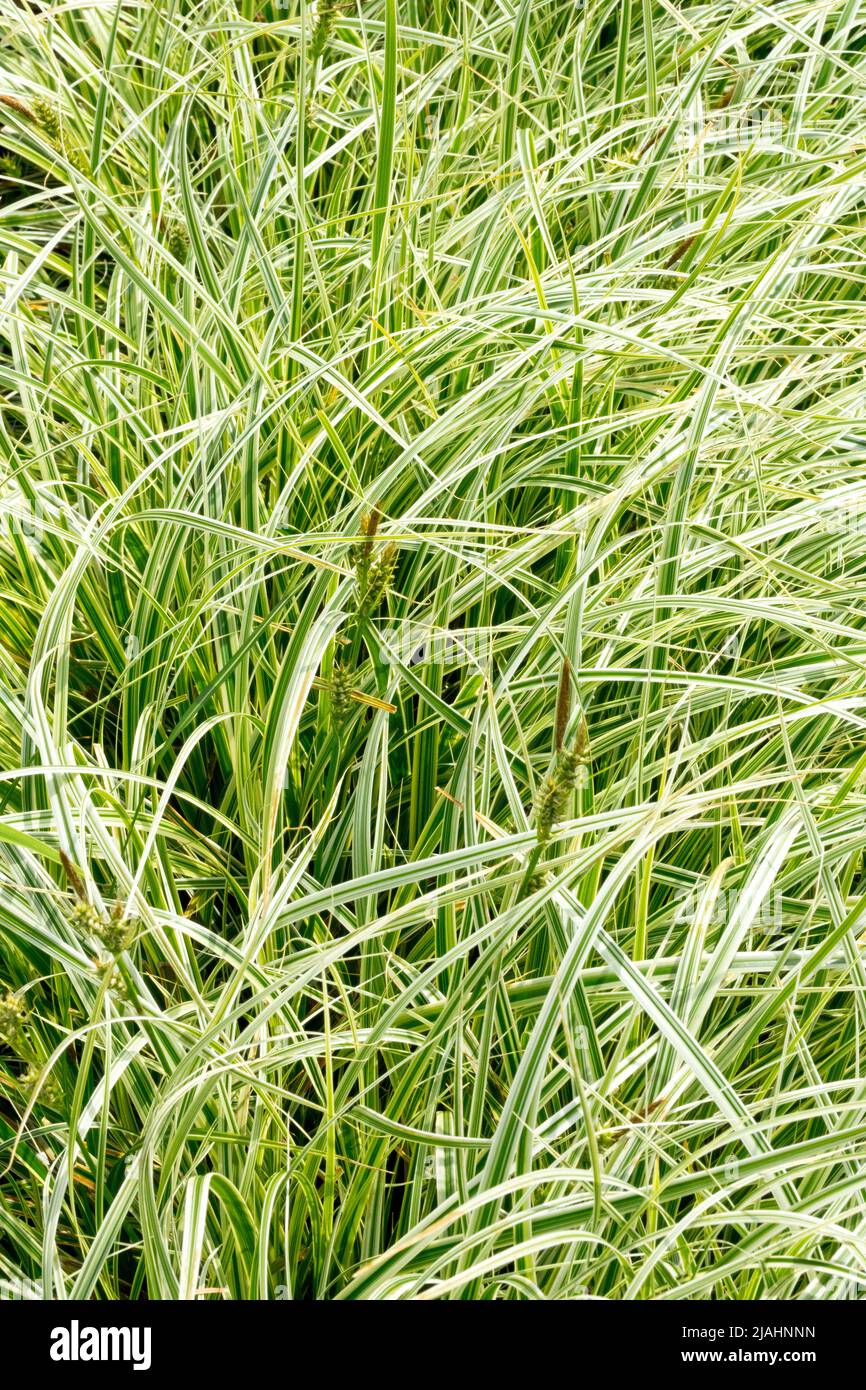 Carex oshimensis 'Feather Falls', Ornamental, Grasses, Variegated, Grass, Decorative, Sedge, garden grasses, Modern, Carex Stock Photo