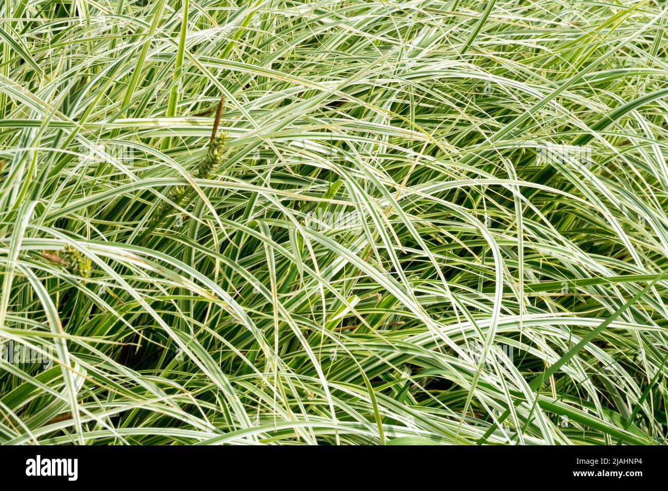 Carex oshimensis 'Feather Falls' Ornamental Grasses Variegated, Grass Decorative Sedge Modern garden grasses Carex Garden  Growing Ornamental grass Stock Photo