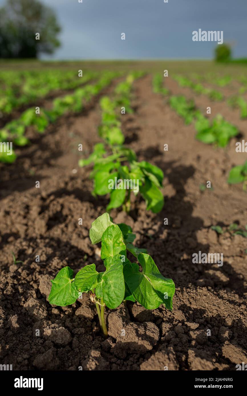 Soybean seedlings hi-res stock photography and images - Alamy