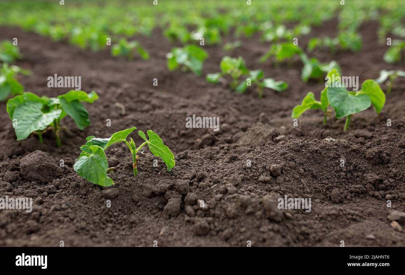 Soybean seedlings hi-res stock photography and images - Alamy