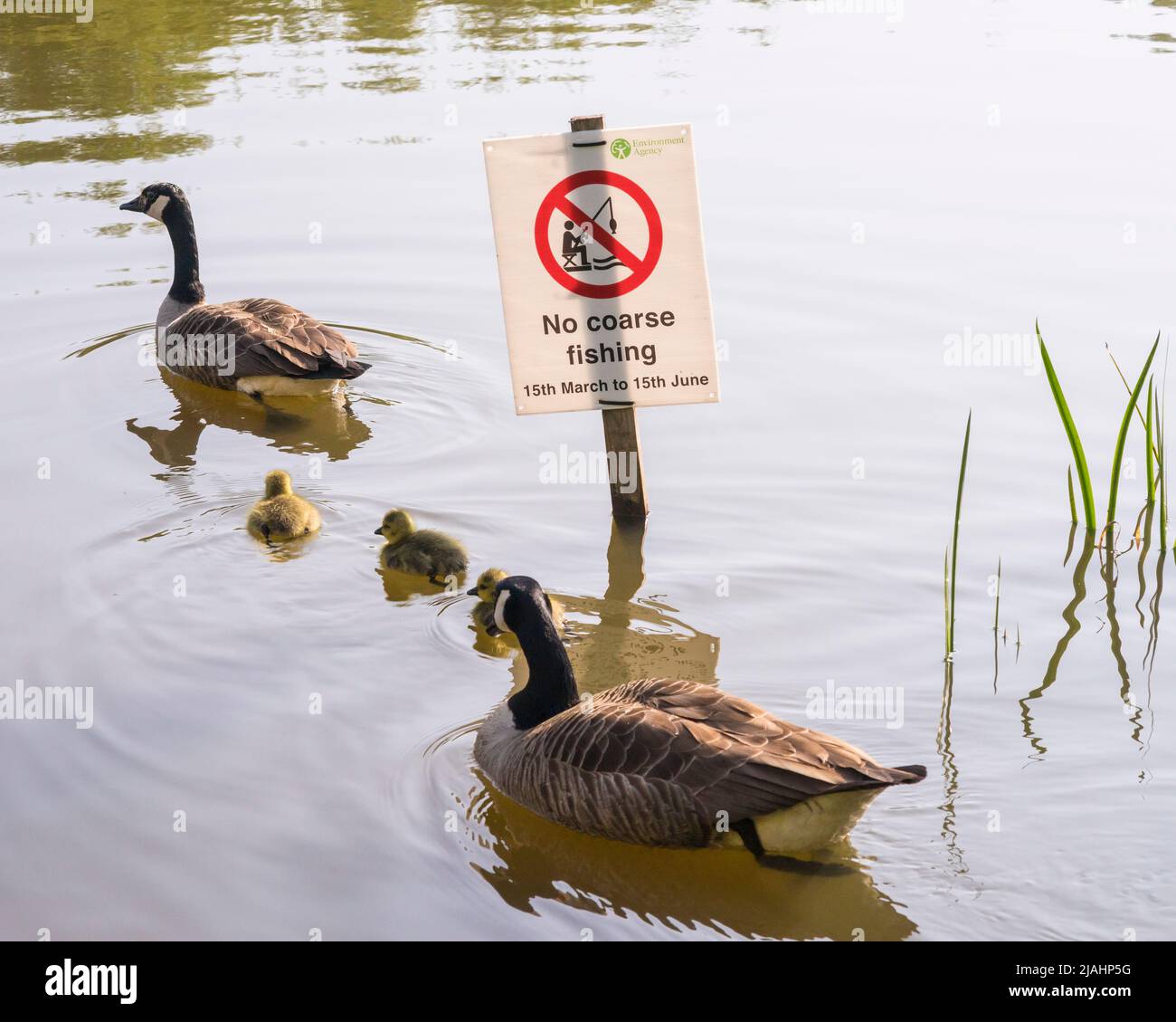 A family of Canada geese (Branta canadensis), two adults and three goslings, passing a no coarse fishing sign on Southampton Common Stock Photo