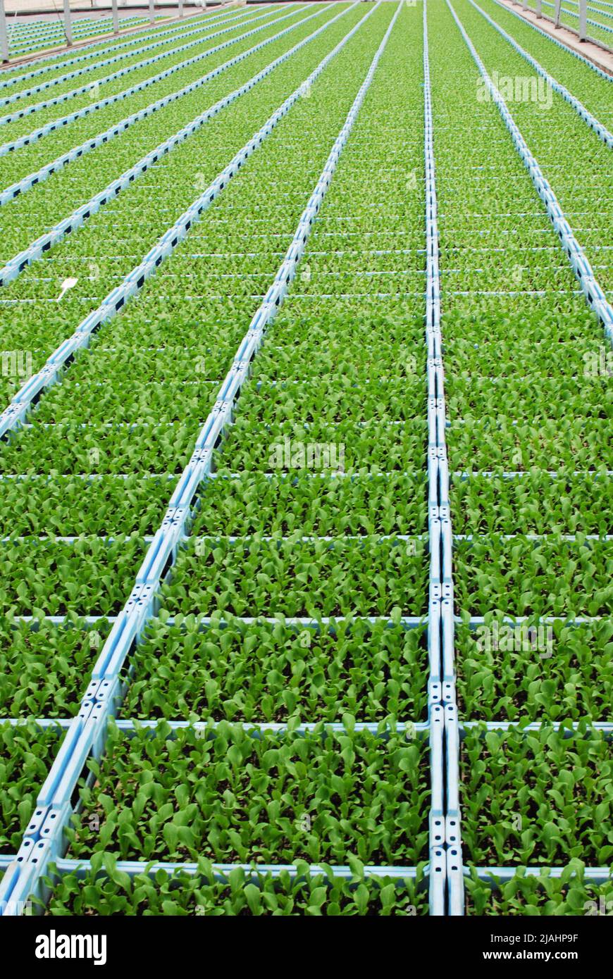 Lettuce plugs Stock Photo