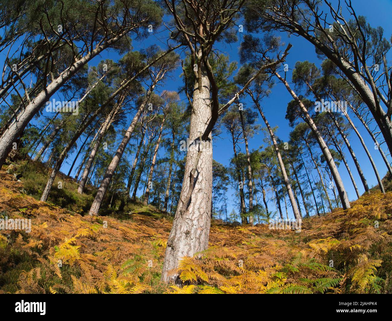 The Trees Loch Trool Scotland Stock Photo