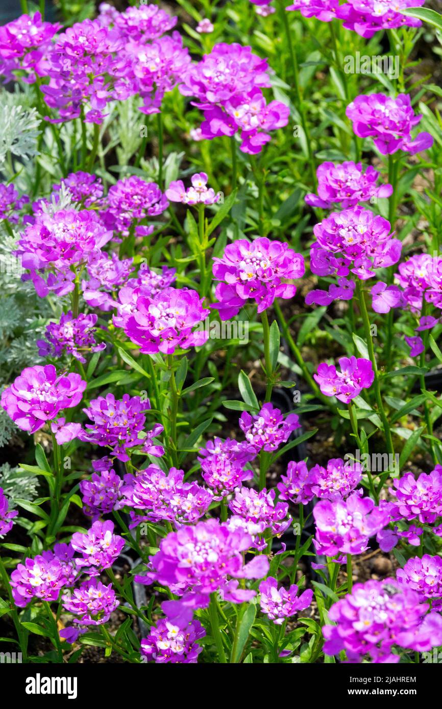 Iberis 'Absolutely Amethyst', Evergreen candytuft, Purple, Flower, Iberis sempervirens blooms Stock Photo