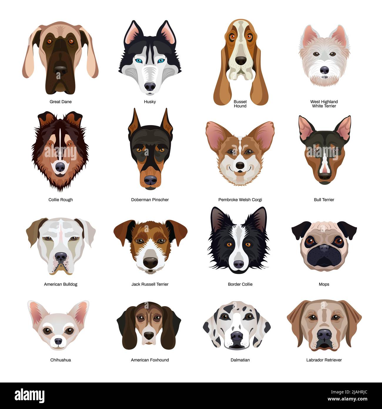 Cute dogs faces of various breeds flat set with collie labrador doberman chihuahua pugdog terrier husky hound isolated vector illustration Stock Vector