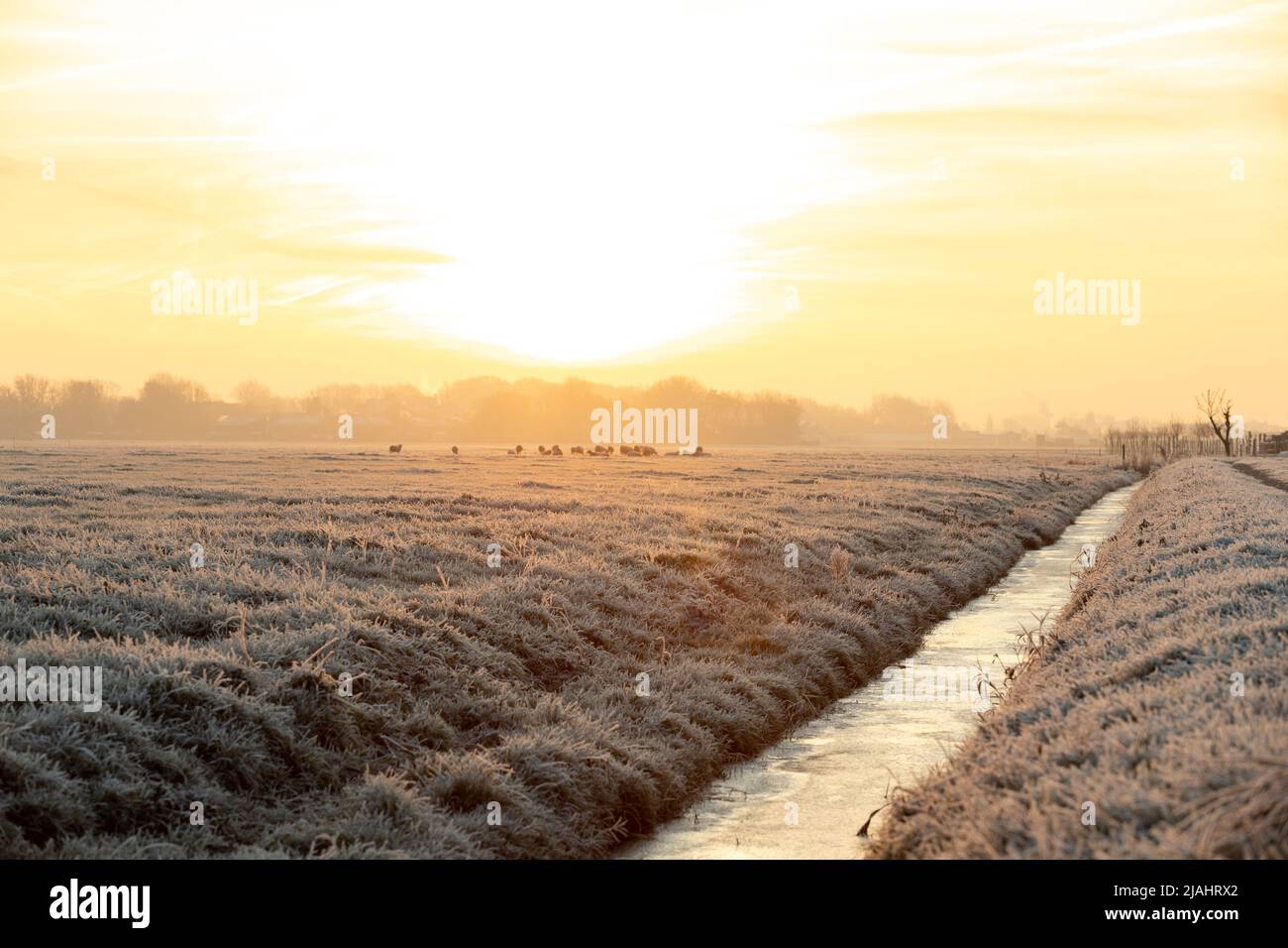 Sheep on the meadow eating grass in the herd during colorful sunrise or sunset. In Noordwijk, the Netherlands Stock Photo