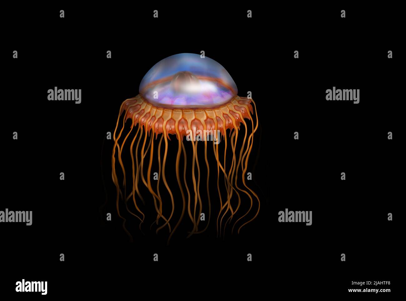 Atolla jellyfish or Atolla wyvillei s a species of deep sea crown