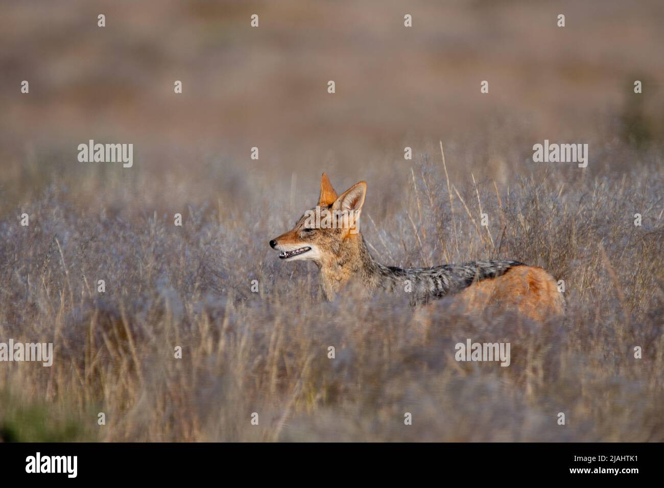 Black-backed jackal in the grass in Namibia Stock Photo