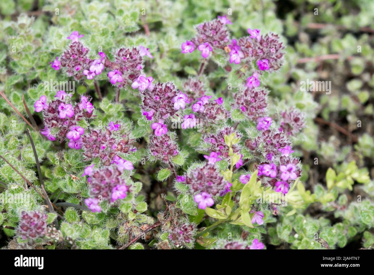 Woolly Thyme, Purple, Flower, Thymus pseudolanuginosus, Thymus praecox, Thymus drucei, Close up, Flowers Stock Photo