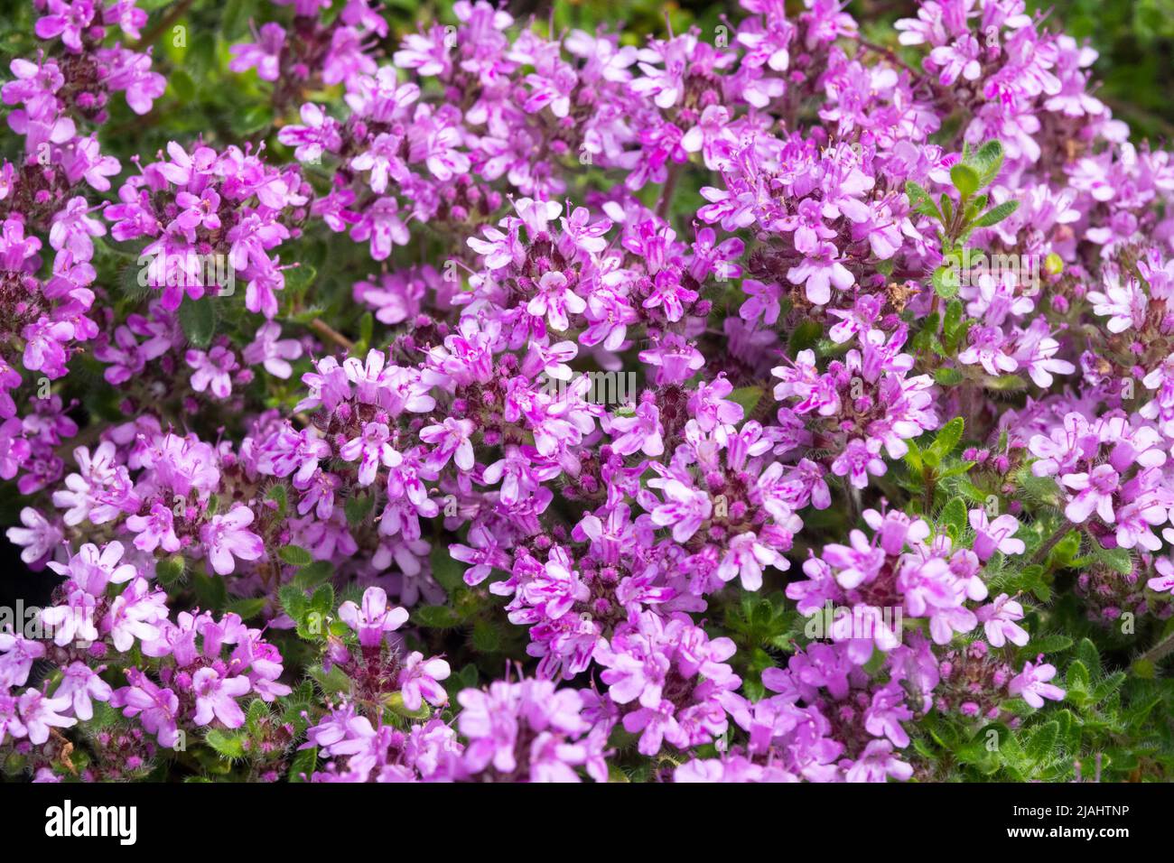 Purple, Thymus doerfleri 'Bressingham', Flowers, Garden, Flower, Close up, Thyme, Dwarf Thymus 'Bressingham' Stock Photo