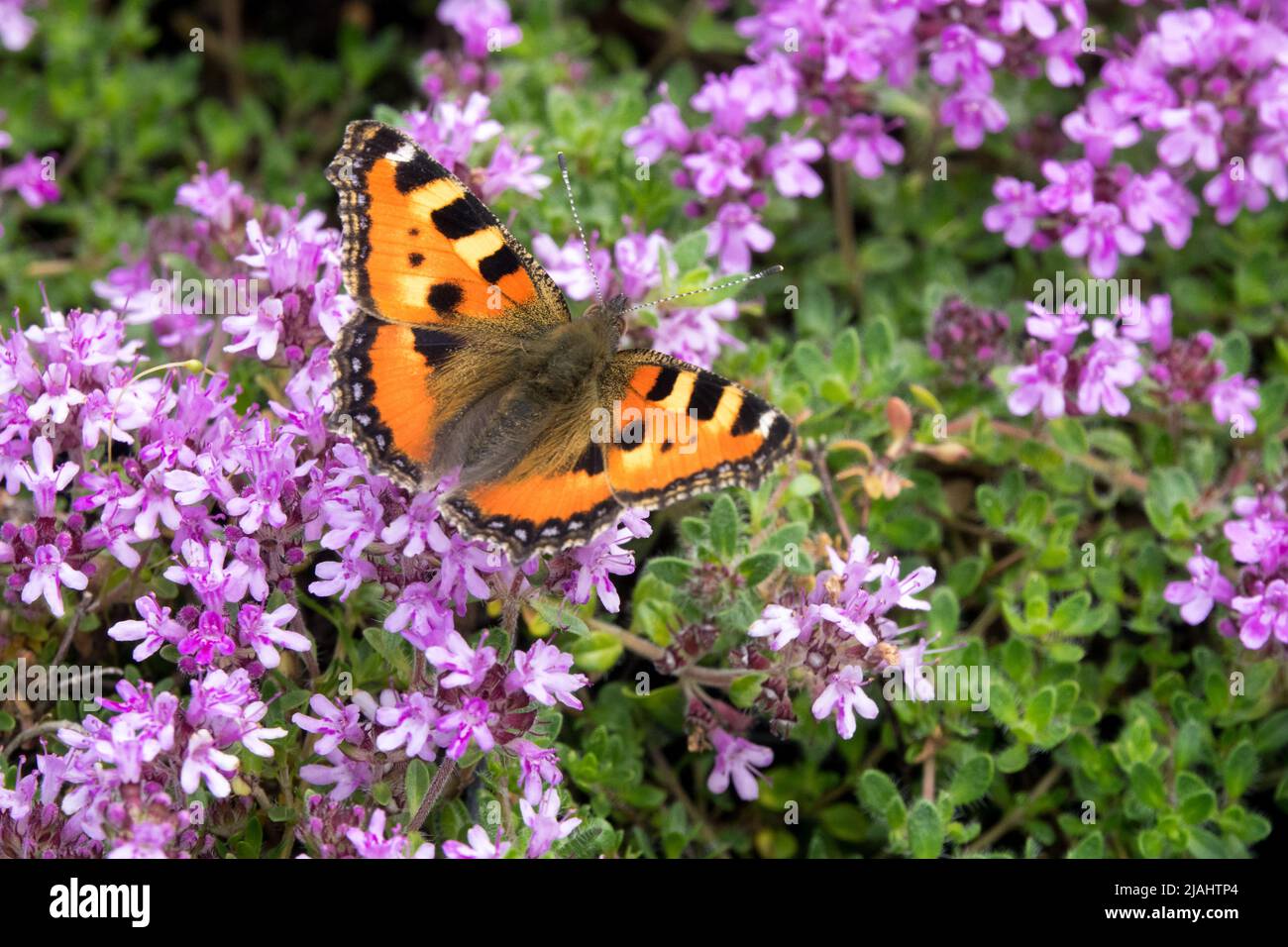 Butterfly On Thyme, Small Tortoiseshell Butterfly on Flower, Aglais urticae, Thymus doerfleri Bressingham Stock Photo