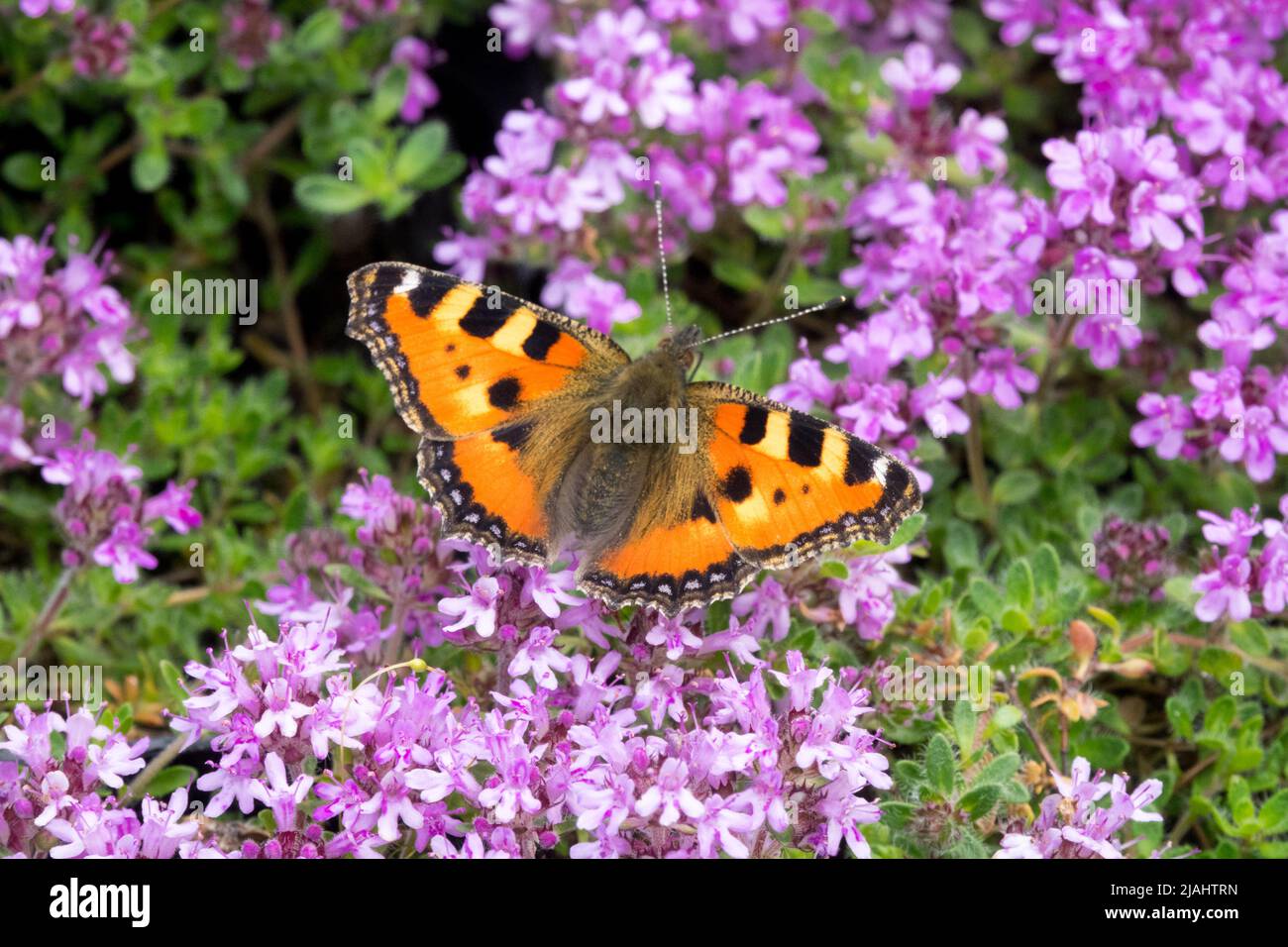 Nymphalis urticae, Butterfly, Feeding nectar on Thyme, Small Tortoiseshell Butterfly on flower, Aglais urticae Stock Photo