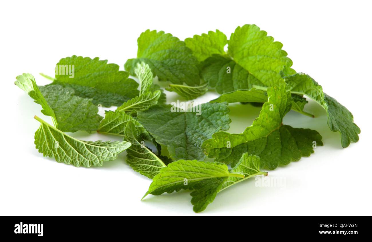 fresh green mint leaves isolated on white background Stock Photo