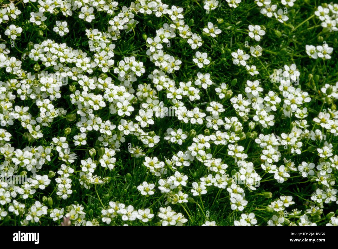 Sagina subulata Moss Green, Garden, Moss Green, Sagina subulata, Dwarf, Spring, Plant, Sagina, Decorative, Flowers, Plants suitable for alpinum Stock Photo
