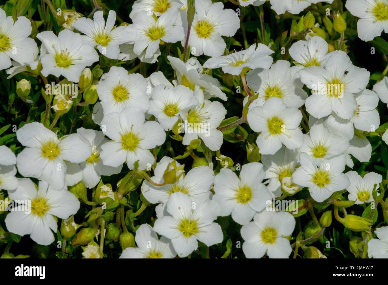 Arenaria Blizzard Compact, Arenaria montana, White, Flower, Spring, Cover, Plant Stock Photo