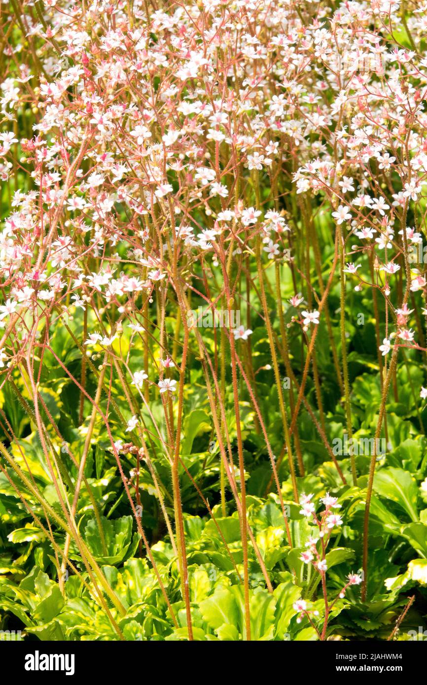 Saxifraga urbium Variegata, Ornamental, Decorative, Saxifraga, Flowers, Perennials, Spring, Plant Stock Photo