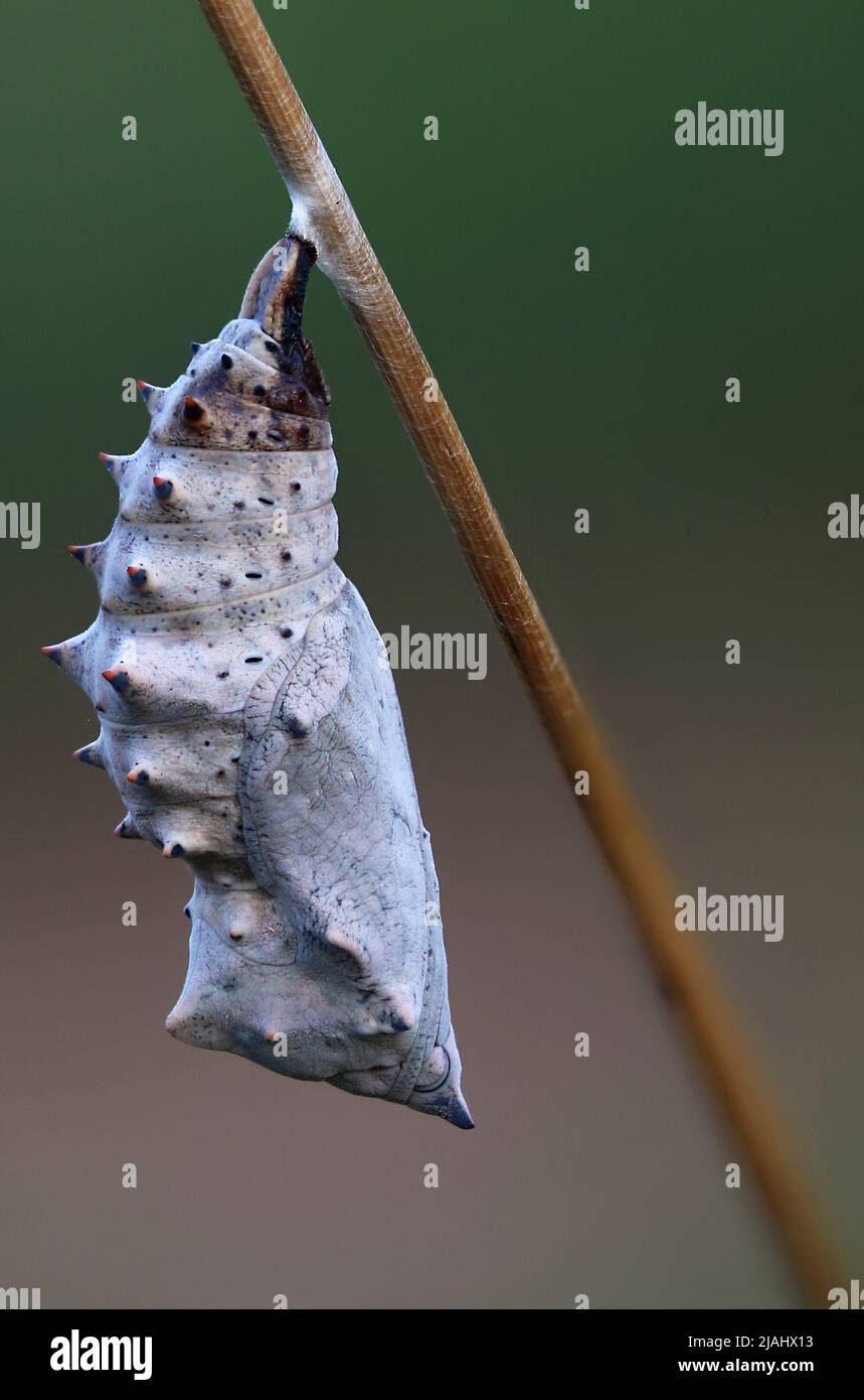 Butterfly Nymphalidae chrysalis pupa hanging on a dry stick in summer Stock Photo