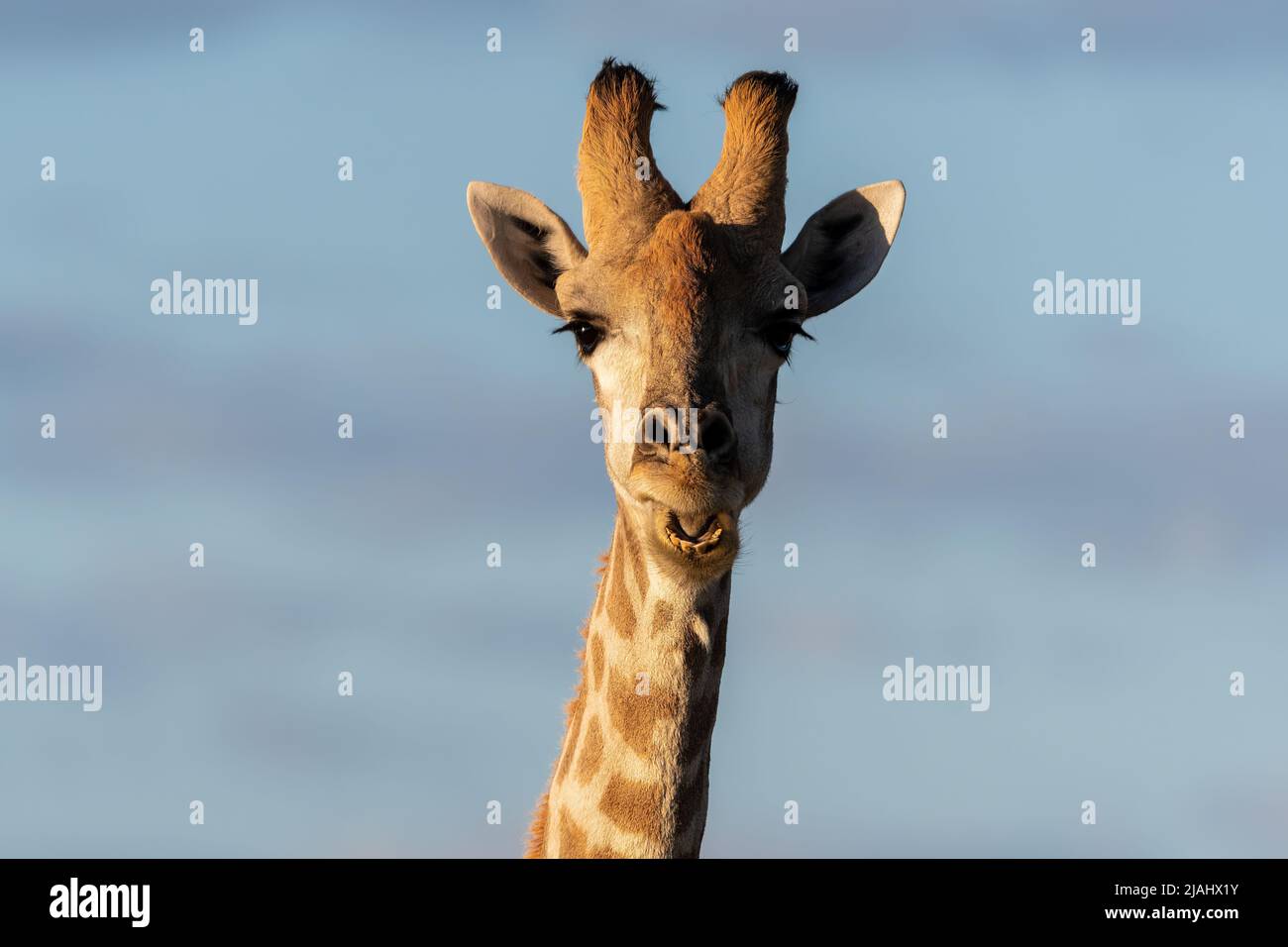 portrait of a giraffe in namibia africa Stock Photo