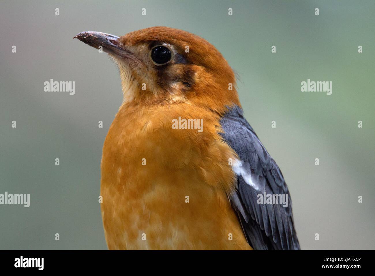 close up of a orange-headed thrush (Geokichla citrina) and a natural grey background Stock Photo