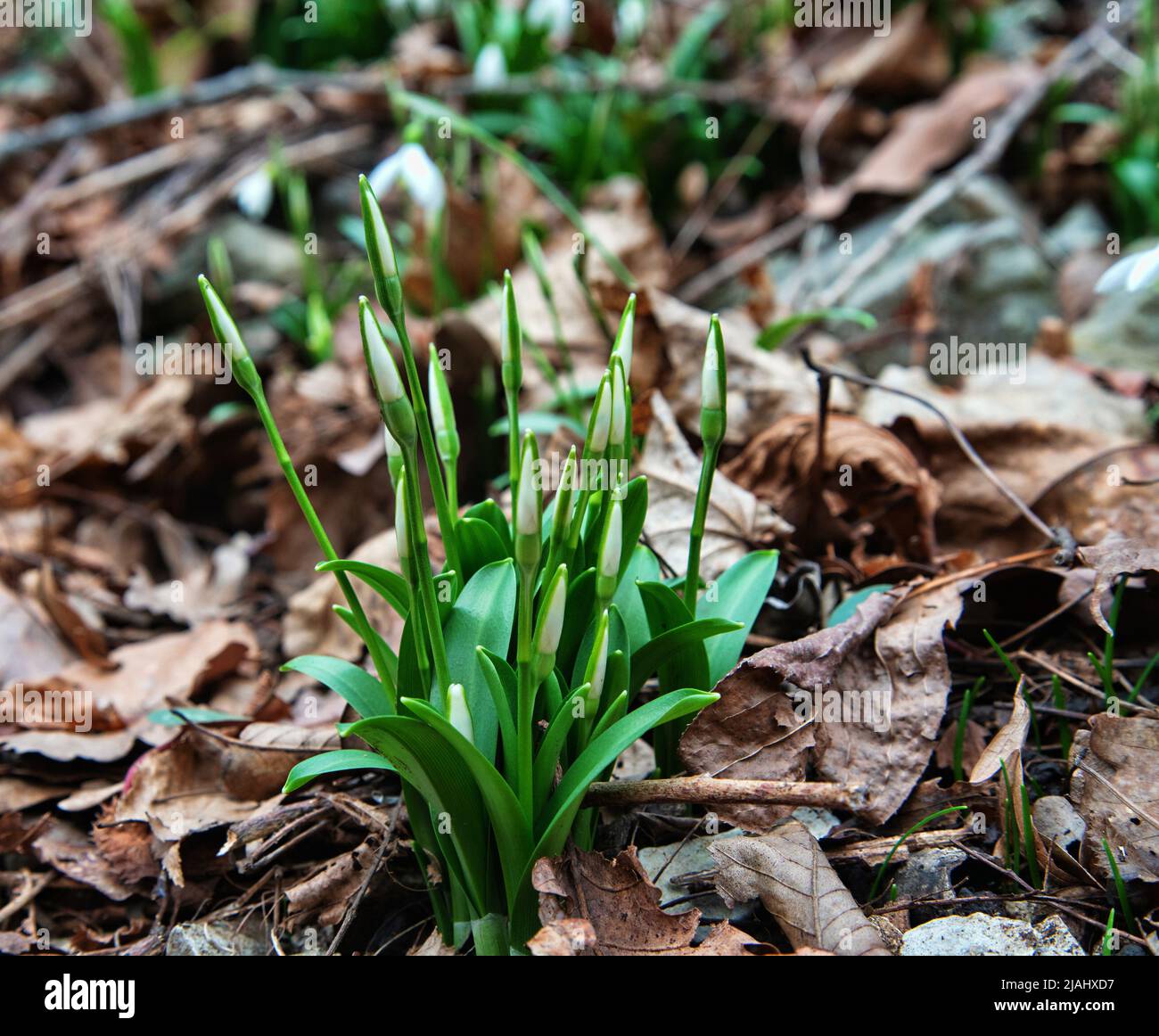 Flower of life, Primavera. Caucasian Sweet-William (Galanthus caucasicus/Galanthus alpinus), flower bud. The Black Sea coast of the Caucasus Stock Photo