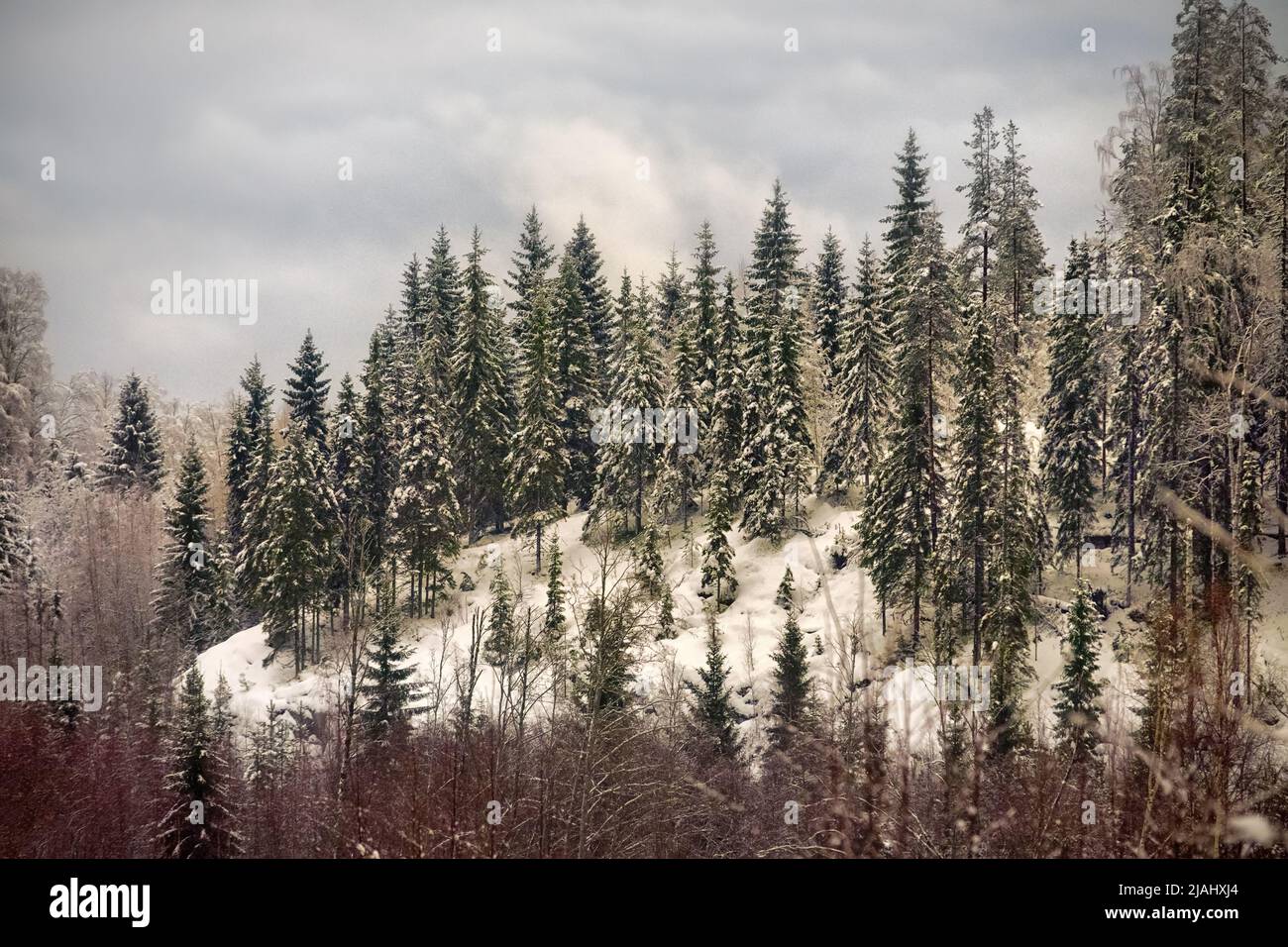 Winter mixed forest in hilly terrain. The trees are covered with snow, beautiful slender Christmas trees. Picture for North Christmas Stock Photo