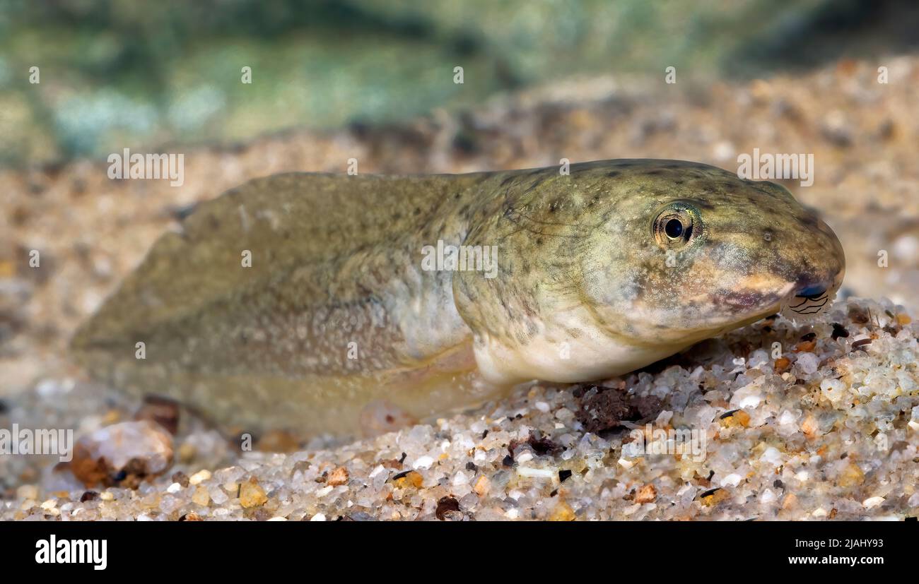 The tadpole is the wholly aquatic larval stage in the life cycle of an amphibian.  American Bullfrog Tadpole (Rana catesbeiana) Stock Photo