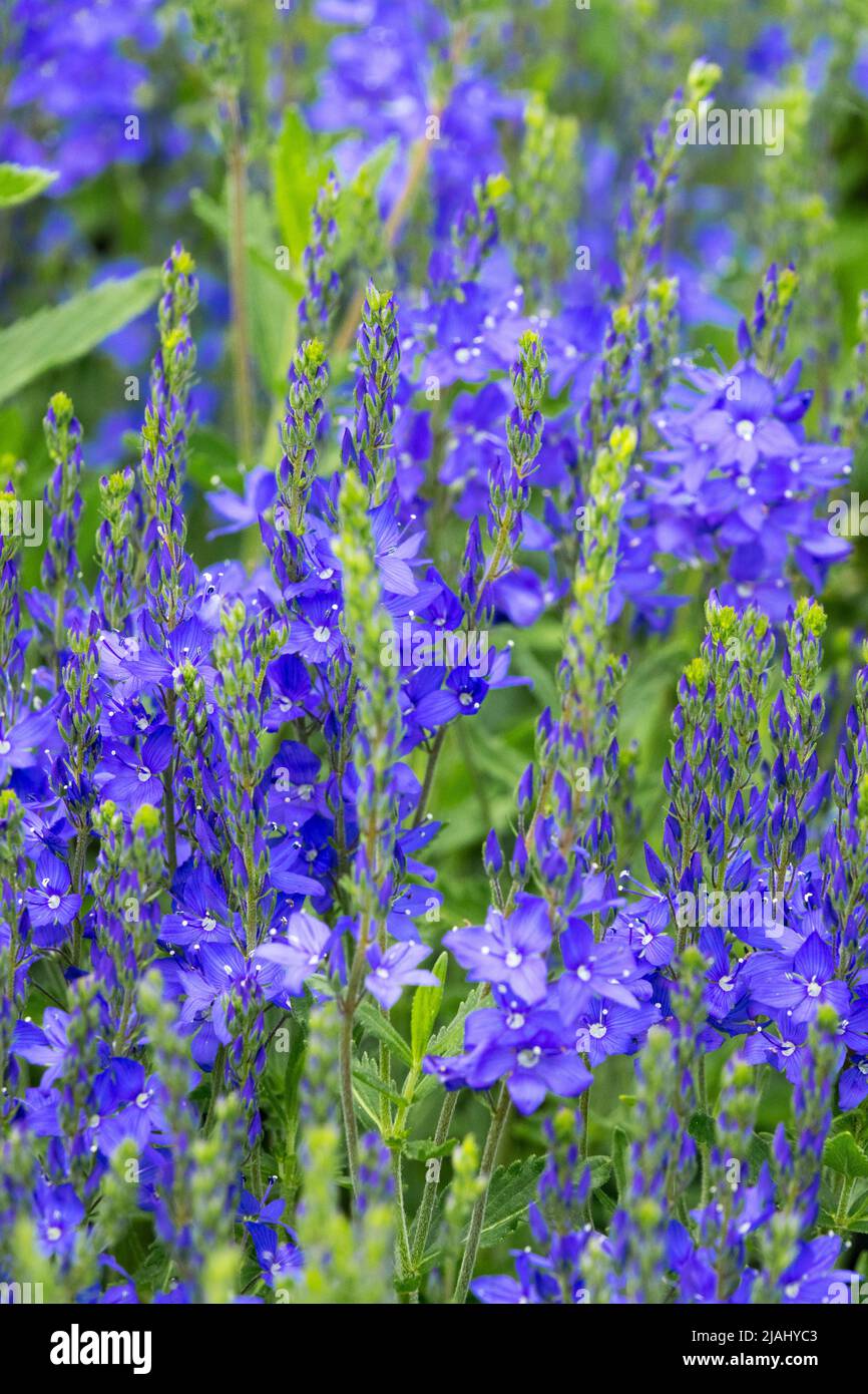 Veronica 'Shirley Blue', Veronica teucrium, Blue, Beauty, Flowers, Garden, Speedwell, Plant Stock Photo