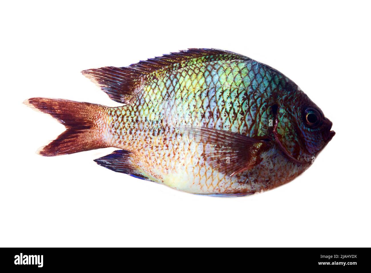Cichlid (Cichlidae), Probably tilapia. Sri Lanka. The fish is isolated on a white background Stock Photo