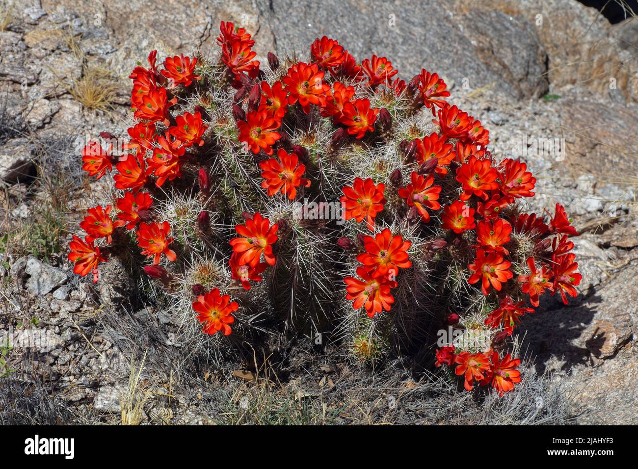 Claret Cup Cactus in Full Bloom, Echinocereus triglochidiatus Stock Photo