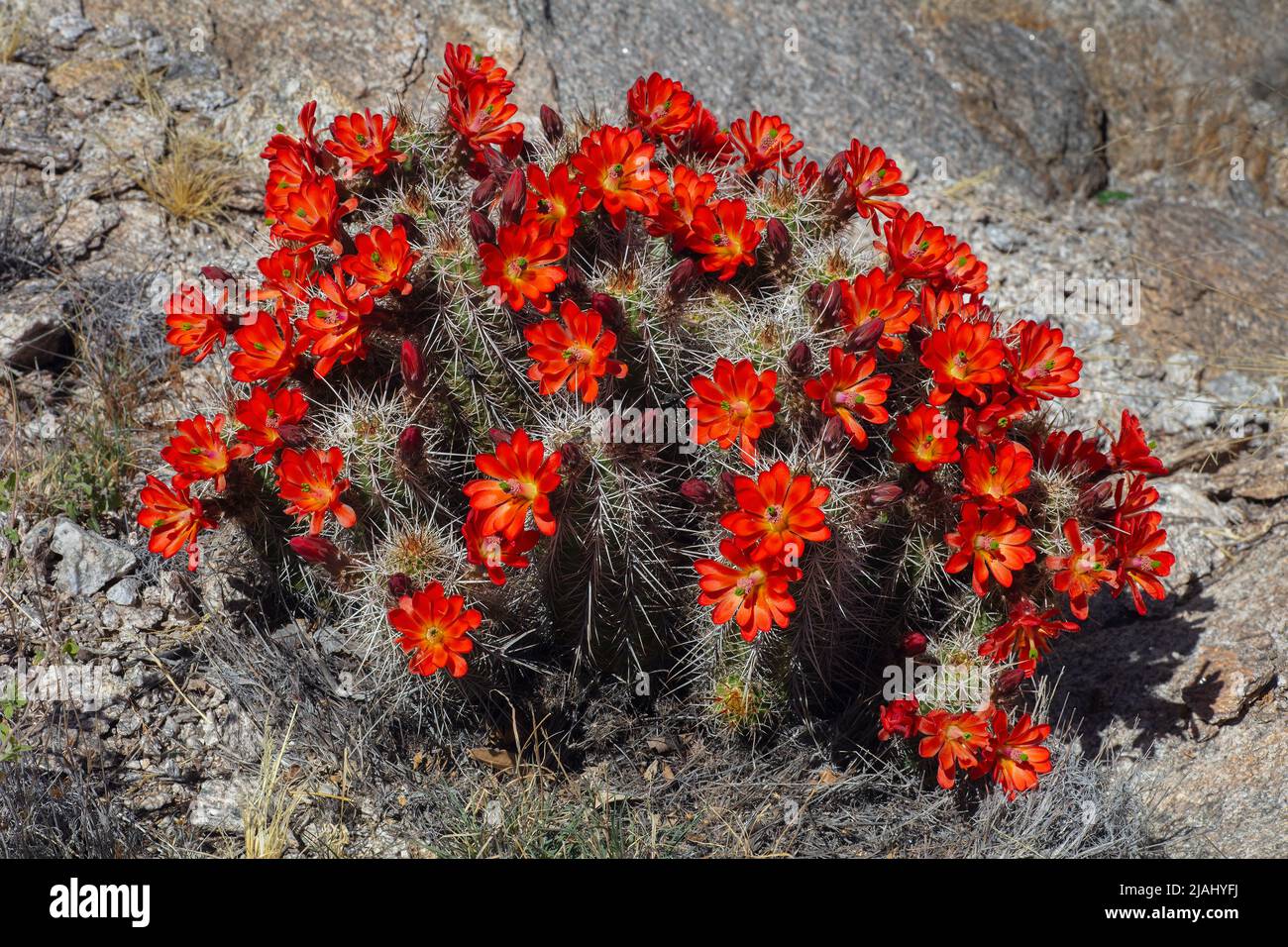 Claret Cup Cactus in Full Bloom, Echinocereus triglochidiatus Stock Photo
