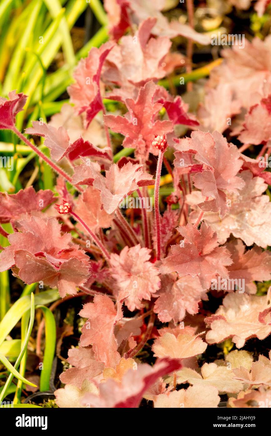 Spring Leaves Heuchera 'Princess Theresa' Heuchera Foliage Garden Plant Heucheras Stock Photo