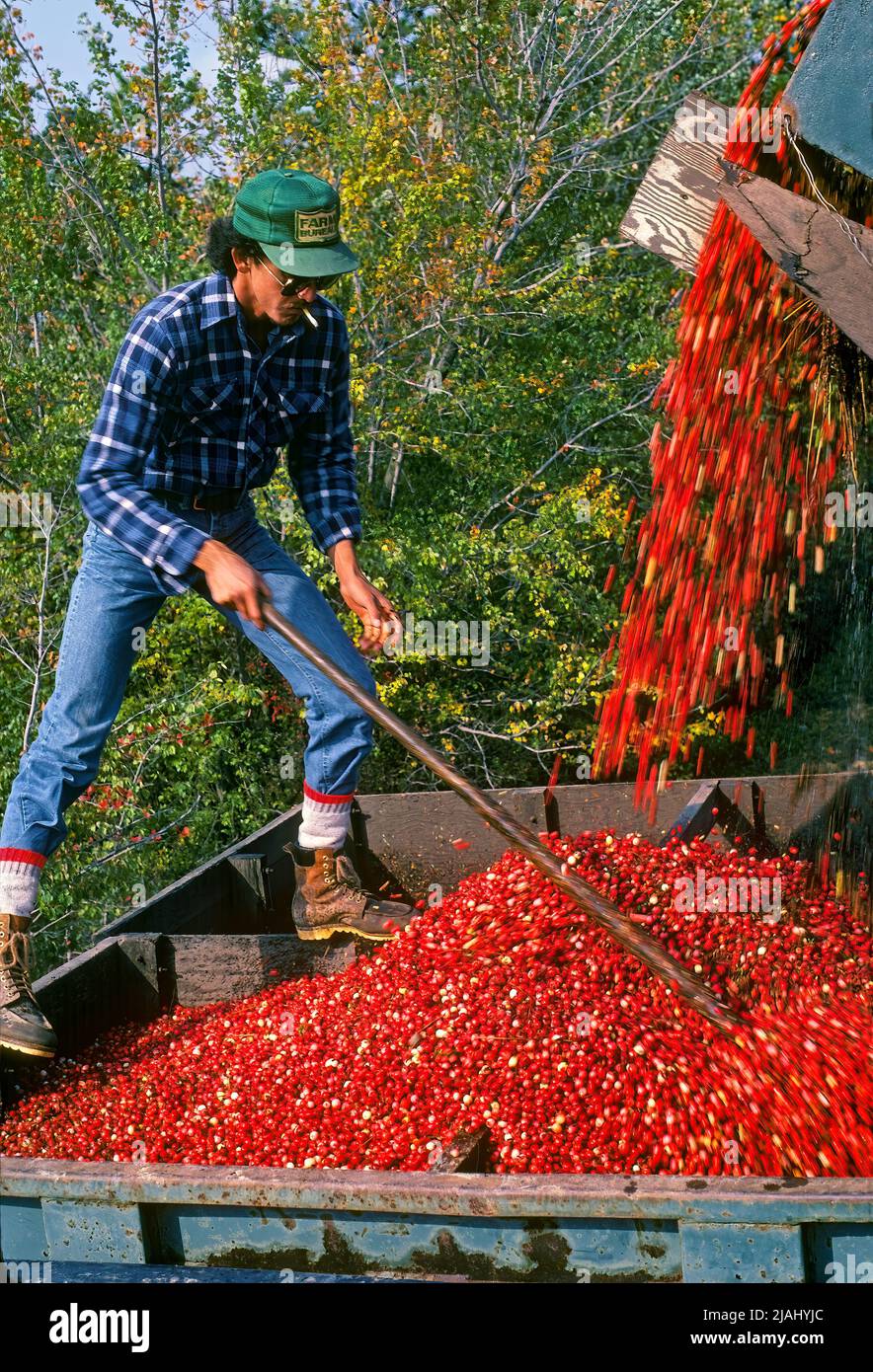Cranberry Harvest, Southern New Jersey Stock Photo