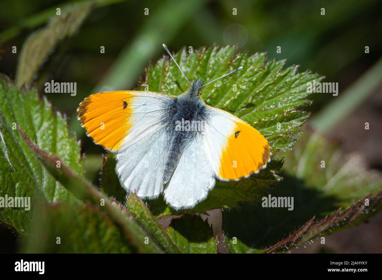 Orange-tip butterfly male on a bramble leaf Stock Photo