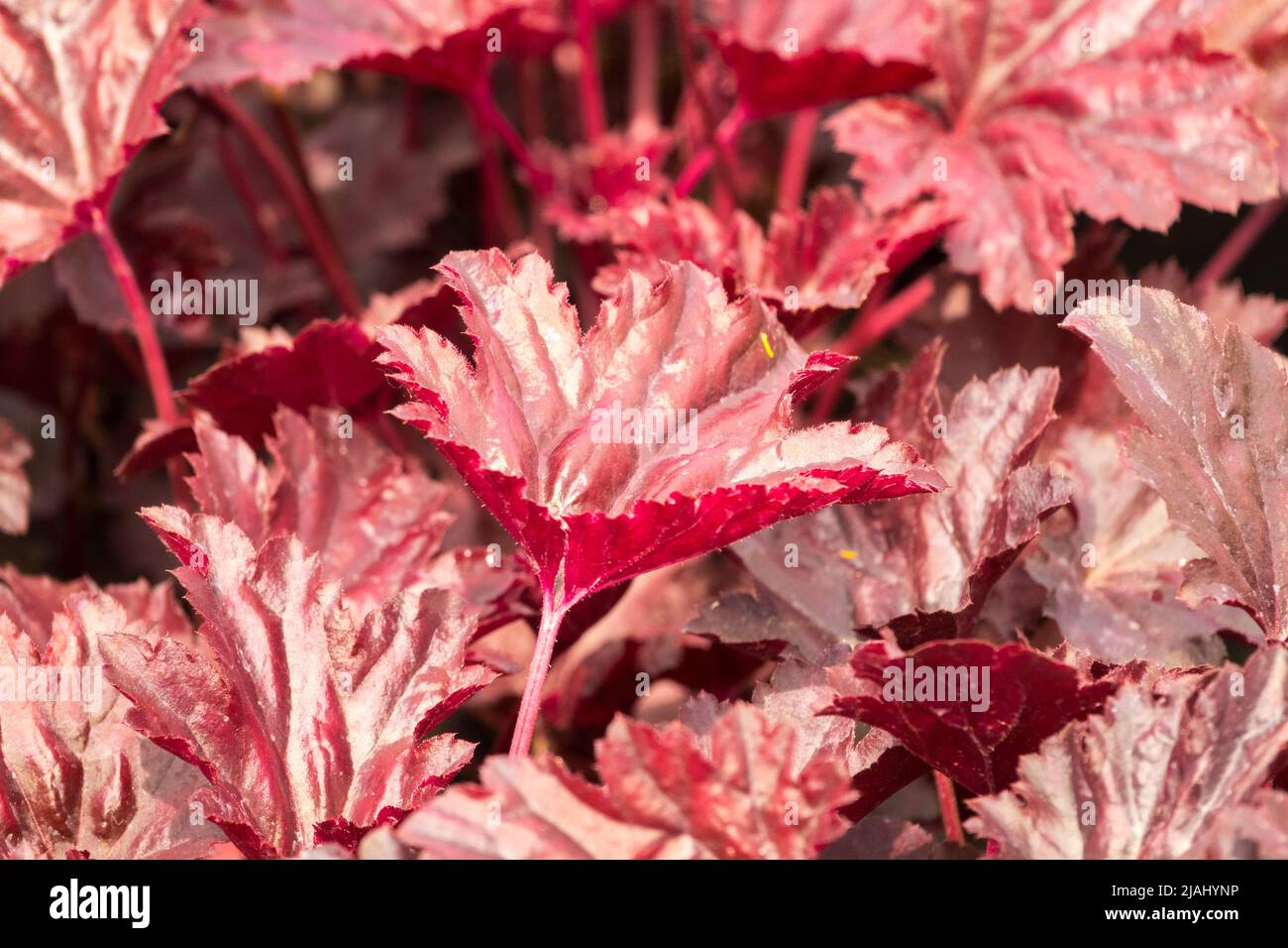 Heuchera Black Sea, Leaf, Plant, Coral bells, Heuchera, Leaves, Foliage, Garden Stock Photo