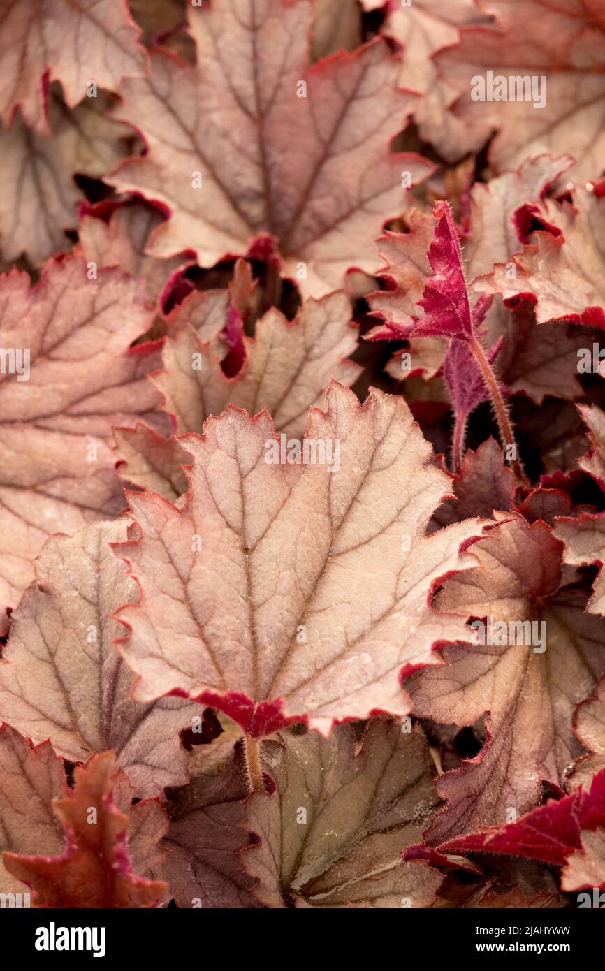 Foamy Bells, Heucherella Plum Cascade, Heucherellas, Leaves, Veined, Leaf, In, Garden Stock Photo
