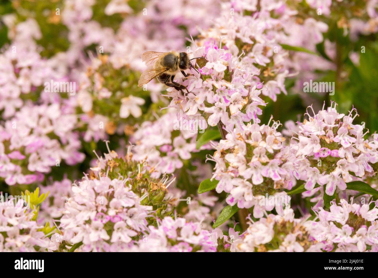 Pink Thymus longicaulis, honey bee on flowers, pink thyme Stock Photo