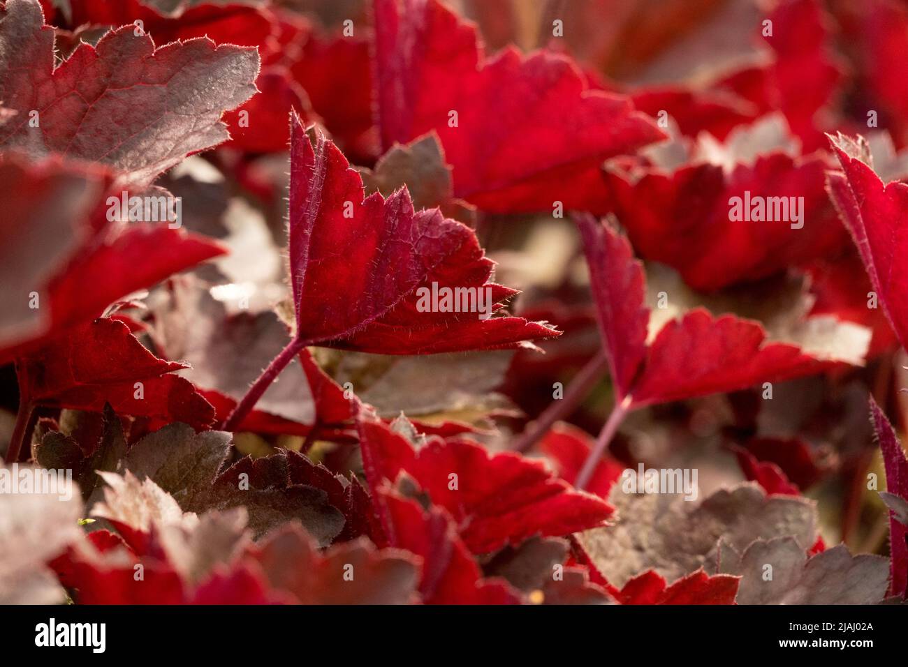 Heuchera Midnight Ruffles, Leaves, Deep, Purple, Plant Stock Photo
