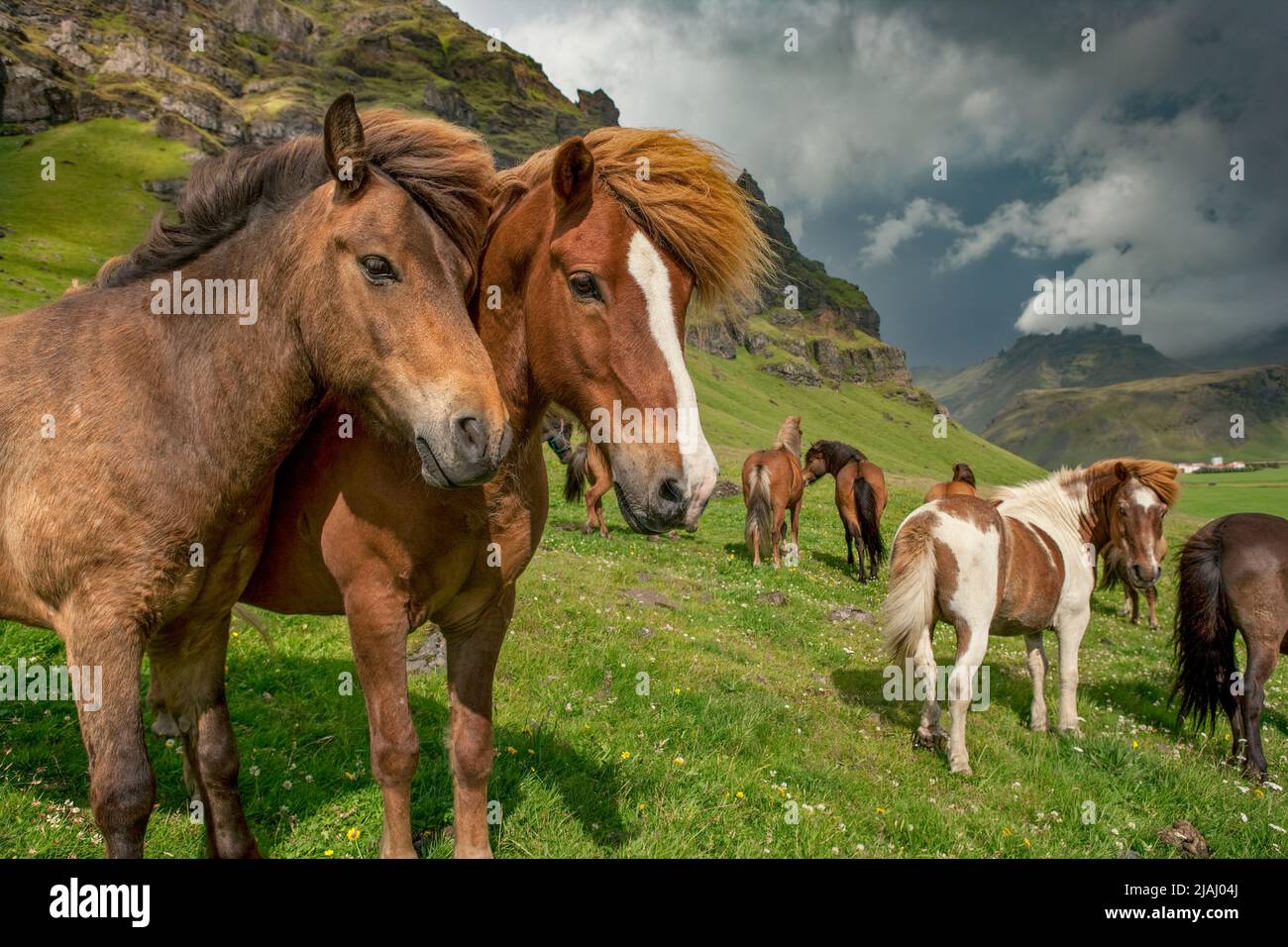 Pasturing Horses, Iceland Stock Photo
