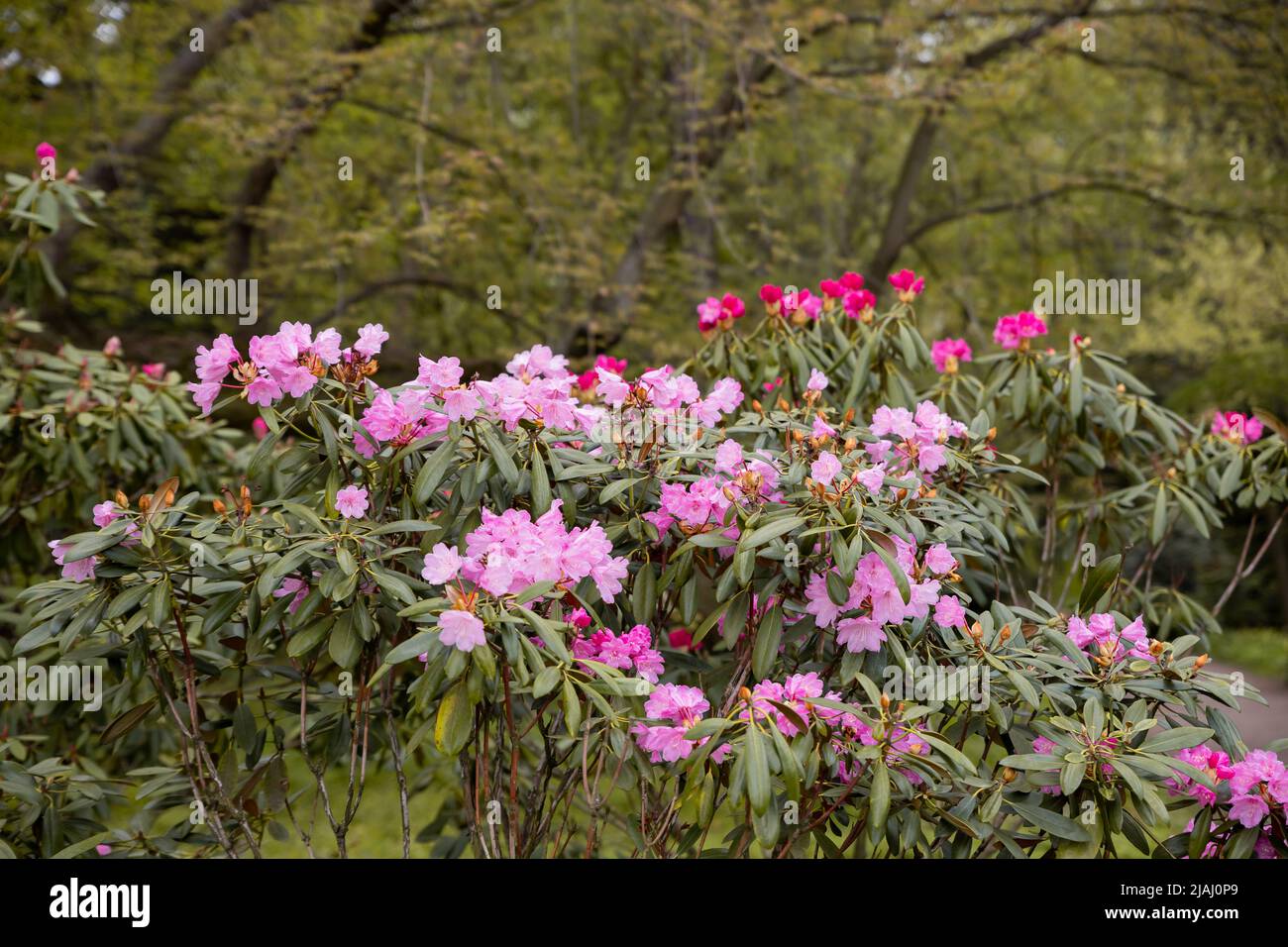 A large bush blooming Rhododendron in the botanical garden. Many pink ...