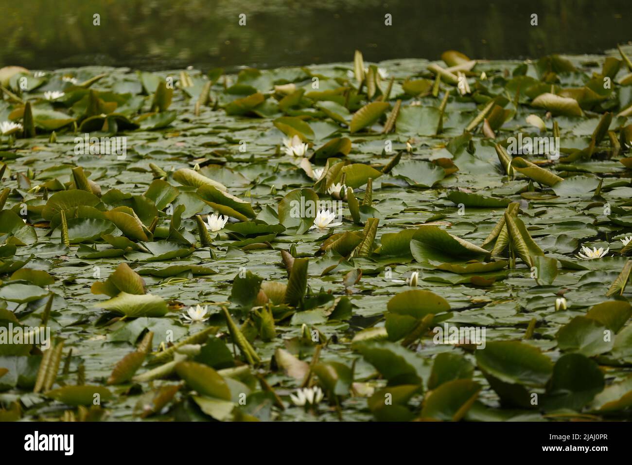 Berlin, Germany. 30th May, 2022. Berlin: Flowering water lilies in the pond in the Stadtpark Steglitz (Photo by Simone Kuhlmey/Pacific Press) Credit: Pacific Press Media Production Corp./Alamy Live News Stock Photo